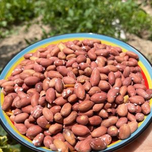 بادام زمینی تازه آستانه